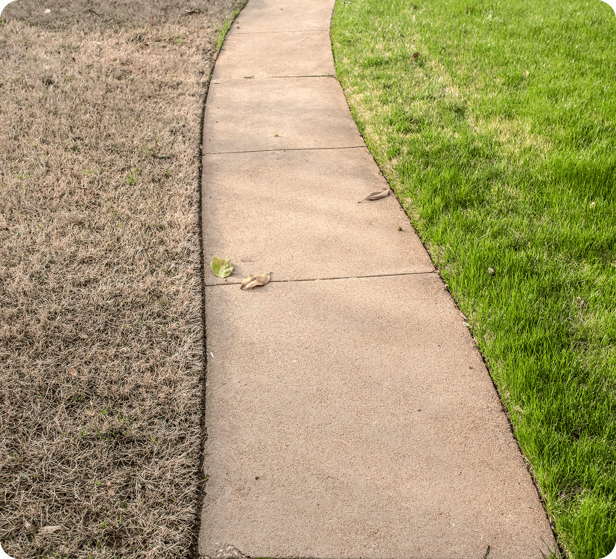 Pathway between dead and green grass.