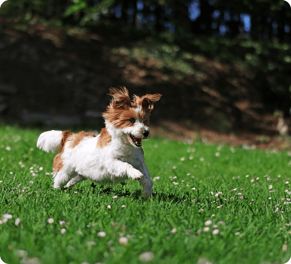 Dog joyfully running on green grass field.